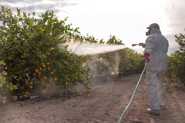 Best Termite Control Services  in Paia, HI