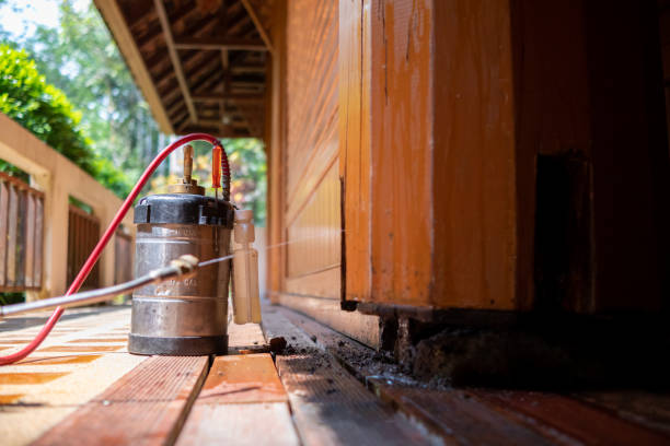 Wasp Removal Services in Paia, HI